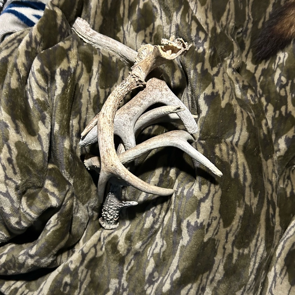 Antlers